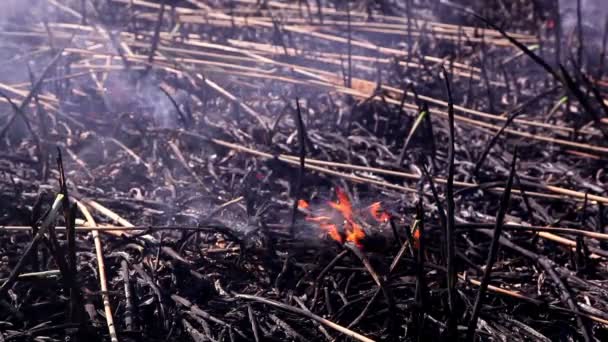Cinzas após um incêndio — Vídeo de Stock