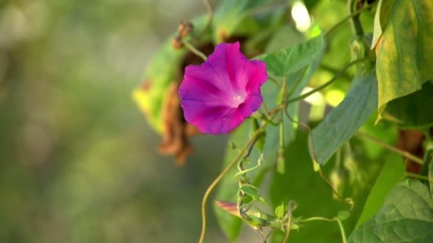 Hermosas flores en flor — Vídeos de Stock