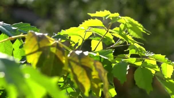 Листья дерева летом — стоковое видео