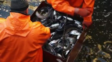 Balıkçılık Balık fabrikasında işçiler