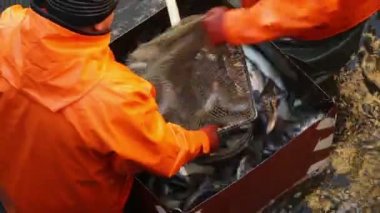 Balıkçılık Balık fabrikasında işçiler