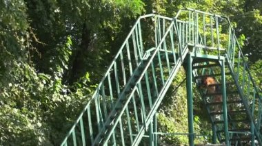 Çalışan köpek eğitim