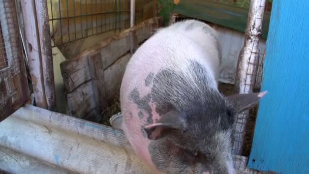 Cerdo gordo grande — Vídeos de Stock