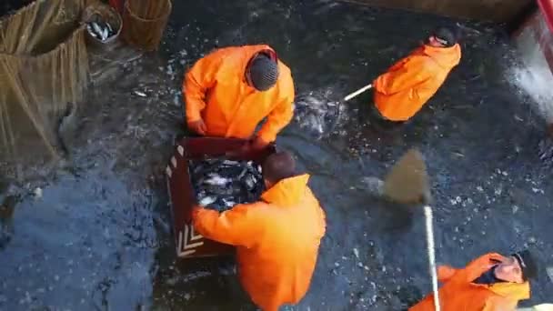 Balıkçılık Balık fabrikasında işçiler — Stok video