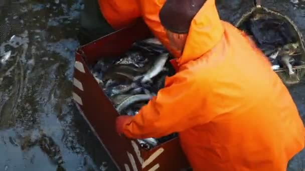 Arbetstagare fiske på fiskfabriken — Stockvideo