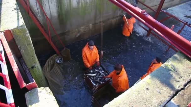 Trabajadores de la pesca en la fábrica de pescado — Vídeos de Stock