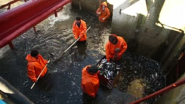 Trabajadores de la pesca en la fábrica de pescado — Vídeos de Stock