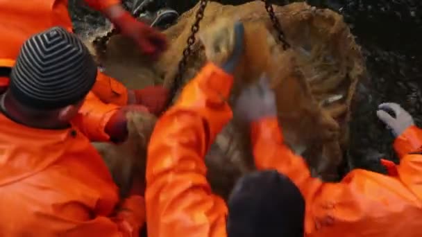 Arbeiter angeln in der Fischfabrik — Stockvideo