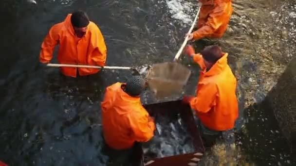 Εργαζομένων Ψάρεμα στο εργοστάσιο ψάρι — Αρχείο Βίντεο
