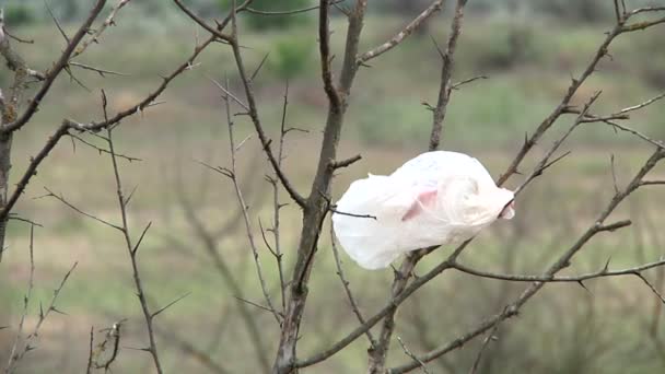 Bolsa ondeando en el árbol — Vídeos de Stock