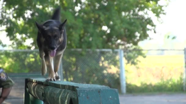 Perro pastor de trenes cynologist — Vídeos de Stock