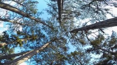 Ormanda yeşil ağaçlar