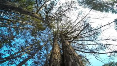 Ormanda yeşil ağaçlar