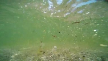 kirli yeşil deniz suyu