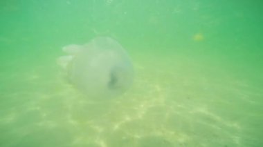 denizde yüzen denizanası