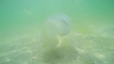 denizde yüzen denizanası