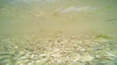 kirli yeşil deniz suyu