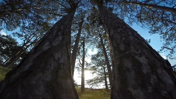 Gröna träd i skogen — Stockvideo