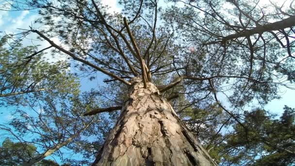 Grüne Bäume im Wald — Stockvideo