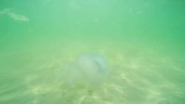 Medúzy, plovoucí v moři — Stock video
