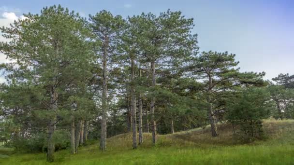 Gröna träd i skogen — Stockvideo