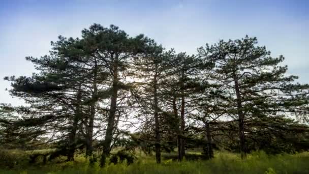 Árboles verdes en el bosque — Vídeos de Stock