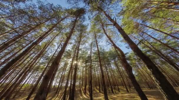 Zöld fák az erdőben — Stock videók
