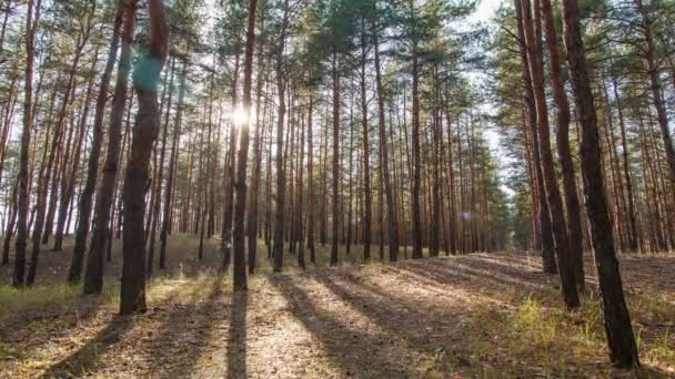 Green trees in the forest — Stock Video