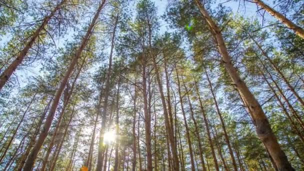 Зеленые деревья в лесу — стоковое видео