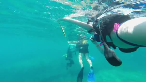 Scuba divers underwater — Stock Video