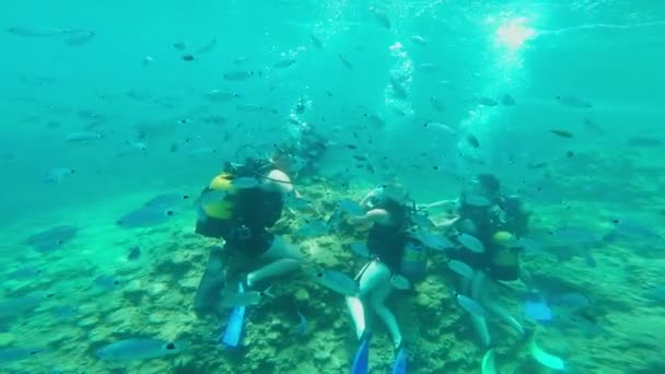 Scuba duikers onder water met vis — Stockvideo