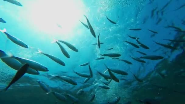 Peces de agua salada bajo el agua — Vídeo de stock