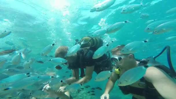 Scuba divers underwater with fish — Stock Video