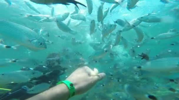 魚の水中スキューバ ダイバー — ストック動画