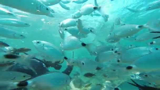 Taucher unter Wasser mit Fischen — Stockvideo