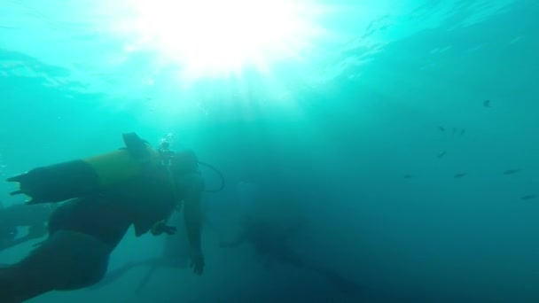 Scuba divers underwater — Stock Video