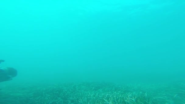 Buceador bajo el agua — Vídeos de Stock