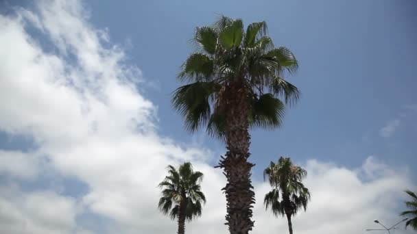 Gökyüzüne karşı palmiye ağaçları — Stok video