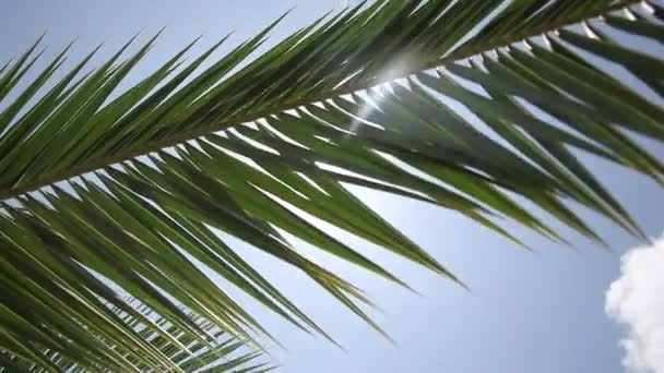 Palm leaves waving on wind — Stock Video