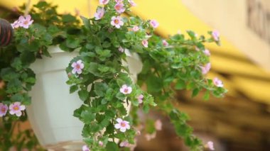 bir kafede asılı çiçek