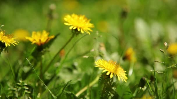 Herbe verte dans le parc — Video