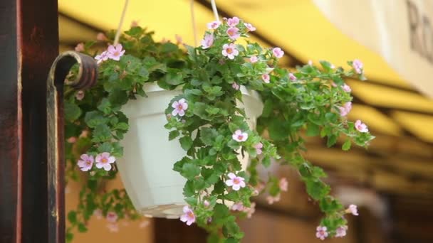 Hängande blommor i ett café — Stockvideo