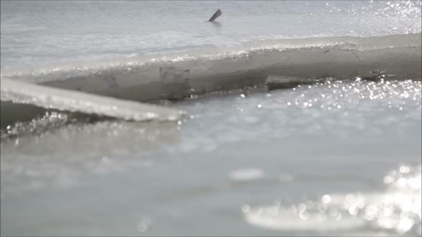 Hielo en el río en invierno — Vídeos de Stock