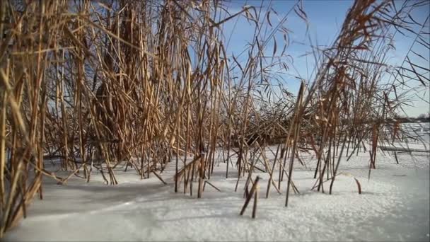 Лед на реке зимой — стоковое видео