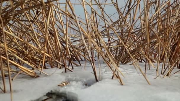 Hielo en el río en invierno — Vídeos de Stock