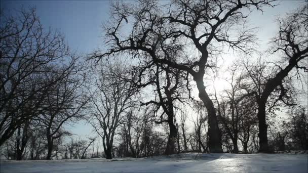 Árboles en la nieve en el bosque — Vídeo de stock