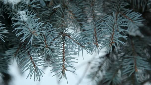 Karda kış ormanı — Stok video
