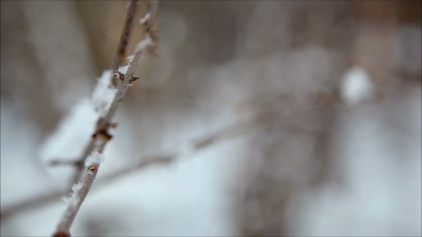 Bosque de invierno en la nieve — Vídeos de Stock