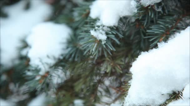 Floresta de inverno na neve — Vídeo de Stock