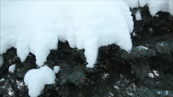 Foresta invernale nella neve — Video Stock